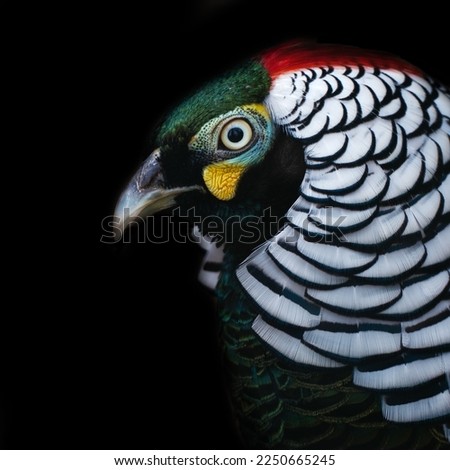 portrait of a diamond pheasant