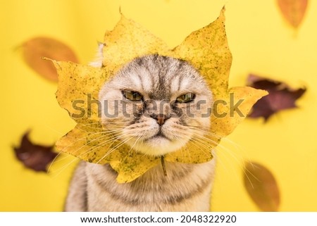 Portrait of a disgruntled cat with a maple leaf on its muzzle. Funny cat, Angry leaf.