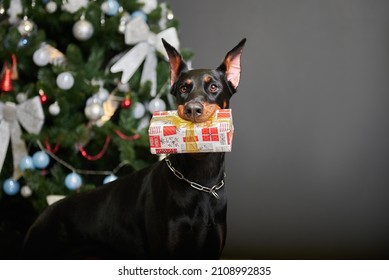 Portrait Of A Doberman Dog Breed, The Dog Holds A New Year's Gift In His Teeth