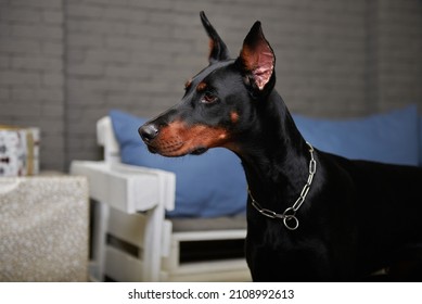 Portrait of doberman dog with cropped ears