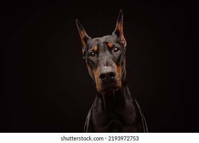 Portrait Doberman On Black Background Stock Photo 2193972753 | Shutterstock