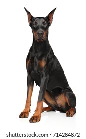 Portrait Of Doberman On White Background