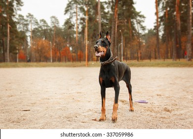 portrait of a Doberman Pinscher dog