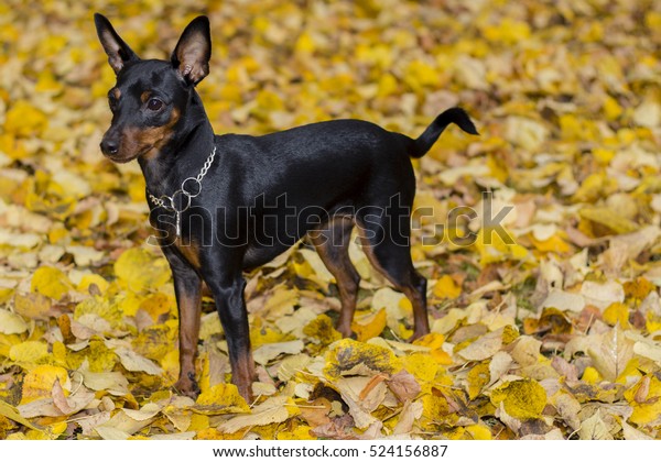 Portrait of a doberman\
pinscher puppy