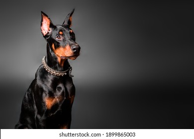 Portrait of a Doberman Pinscher puppy on a black background. Copy space.