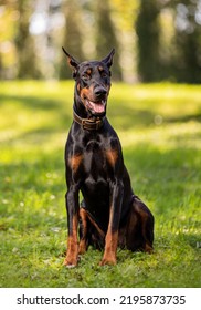 Portrait Of A Doberman Sitting On Grass