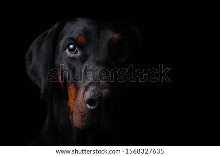 Portrait of a Dobermann with a black background, looking menacingly into the camera