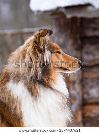 Portrait dod colly winter in openspace