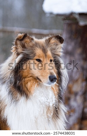 Portrait dod colly winter in openspace