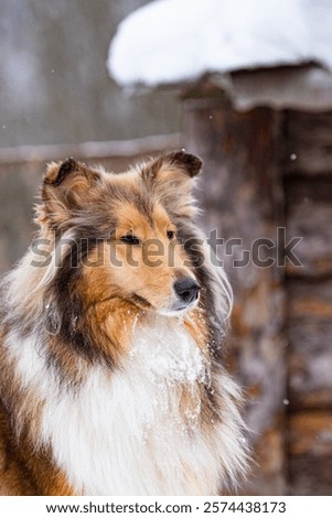 Portrait dod colly winter in openspace
