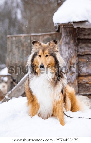 Portrait dod colly winter in openspace
