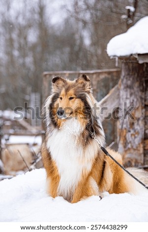 Portrait dod colly winter in openspace