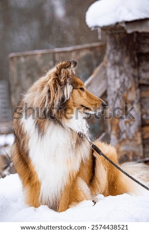 Portrait dod colly winter in openspace