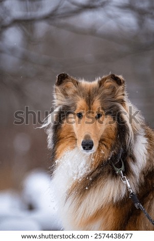 Portrait dod colly winter in openspace