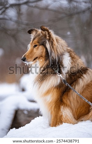 Portrait dod colly winter in openspace