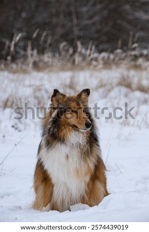 Portrait dod colly winter in openspace