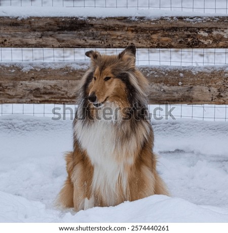 Portrait dod colly winter in openspace