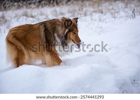 Portrait dod colly winter in openspace