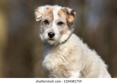 Portrait of a dog - Shutterstock ID 1334381759