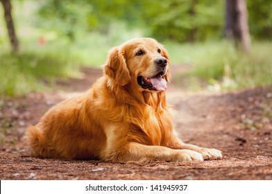 Portrait of a  dog - Shutterstock ID 141945937