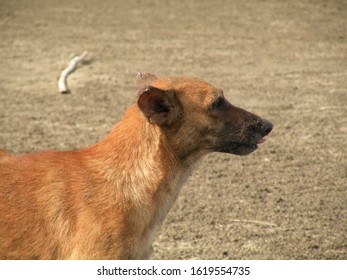 a portrait of a dog 