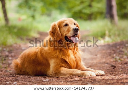 Portrait of a  dog