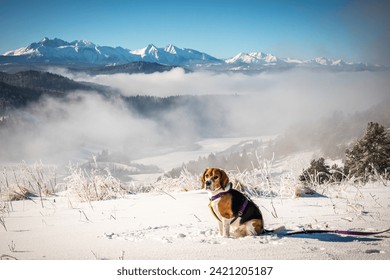 portrait of a dog against the background of snowy mountains - Powered by Shutterstock