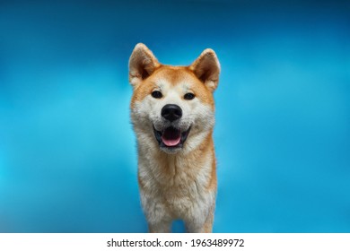 Portrait of a dog. Akita inu. A dog's smile. - Powered by Shutterstock