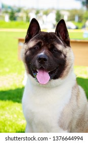 American Akita Images Stock Photos Vectors Shutterstock