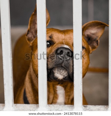 portrait of a dog at an animal shelter for found animals 