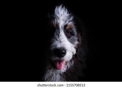 Portrait Of A Dog With A Black Background. High Key Half Face Moody Portrait Of A Dog