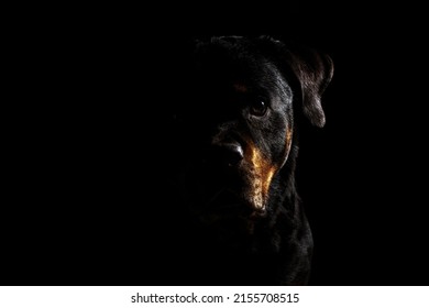 Portrait Of A Dog With A Black Background. High Key Half Face Moody Portrait Of A Dog