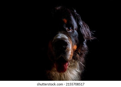 Portrait Of A Dog With A Black Background. High Key Half Face Moody Portrait Of A Dog