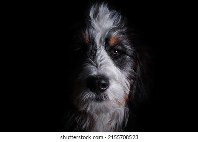 Portrait Of A Dog With A Black Background. High Key Half Face Moody Portrait Of A Dog