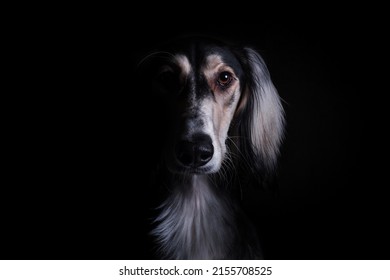 Portrait Of A Dog With A Black Background. High Key Half Face Moody Portrait Of A Dog