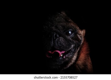 Portrait Of A Dog With A Black Background. High Key Half Face Moody Portrait Of A Dog