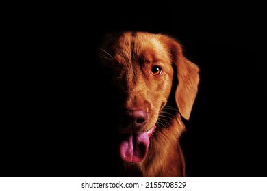 Portrait Of A Dog With A Black Background. High Key Half Face Moody Portrait Of A Dog