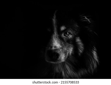 Portrait Of A Dog With A Black Background. High Key Half Face Moody Portrait Of A Dog