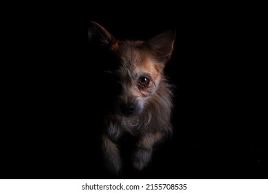 Portrait Of A Dog With A Black Background. High Key Half Face Moody Portrait Of A Dog