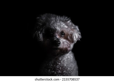 Portrait Of A Dog With A Black Background. High Key Half Face Moody Portrait Of A Dog