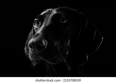 Portrait Of A Dog With A Black Background. High Key Half Face Moody Portrait Of A Dog