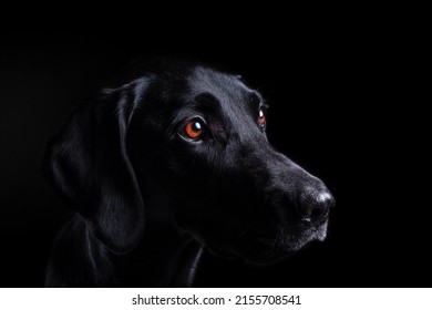 Portrait Of A Dog With A Black Background. High Key Half Face Moody Portrait Of A Dog