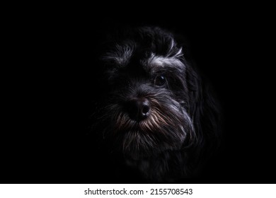 Portrait Of A Dog With A Black Background. High Key Half Face Moody Portrait Of A Dog