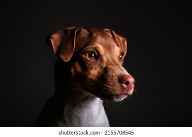 Portrait Of A Dog With A Black Background. High Key Half Face Moody Portrait Of A Dog