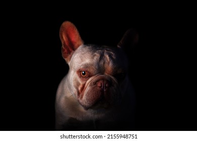 Portrait Of A Dog With A Black Background. High Key Half Face Moody Portrait Of A Dog