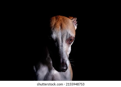 Portrait Of A Dog With A Black Background. High Key Half Face Moody Portrait Of A Dog