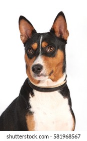 Portrait of a dog of breed of Basenji a white background in a collar.