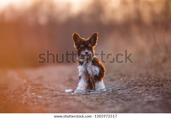 Portrait Dog Breed Biro Yorkshire Terrier Stock Photo Edit Now 1305972517