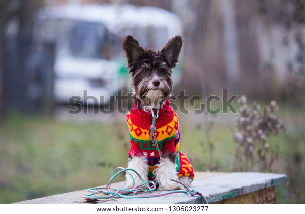 Portrait Dog Breed Biro Yorkshire Terrier Stock Photo Edit Now