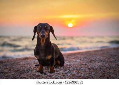 portrait dog breed dachshund, black and tan, against the setting sun on the beach in summer. sunset. dawn. 